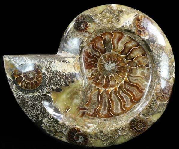 Wide Polished Ammonite Dish - Inlaid Ammonite #49781